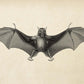 The BAT Set of 3 Poster