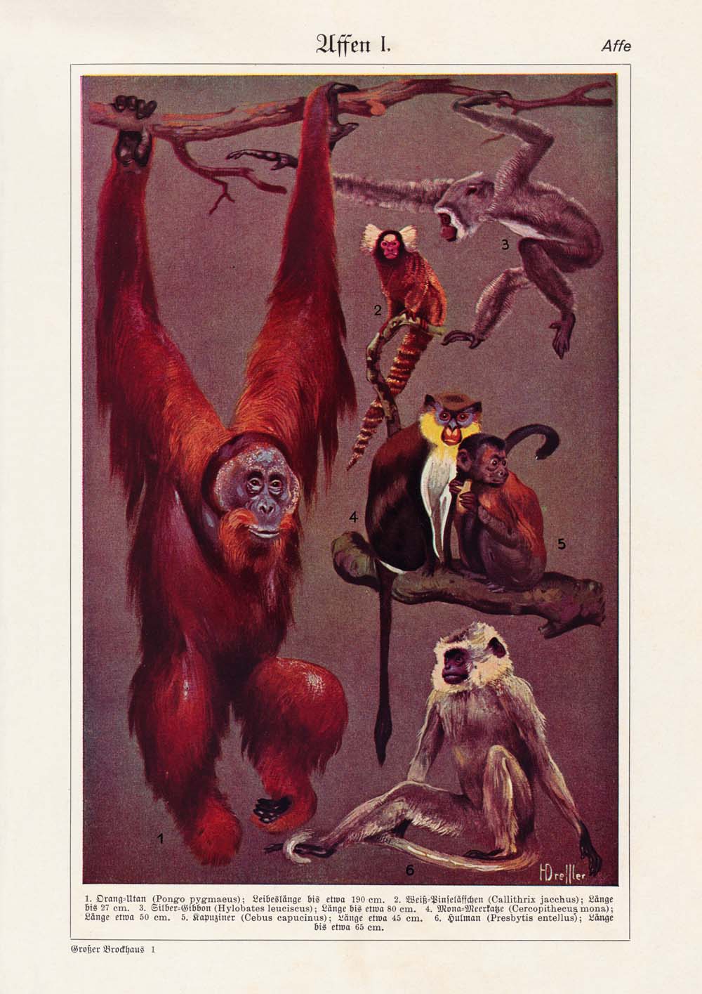 Vintage Apes lllustrations Set of 3 Prints