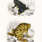 Vintage llustrations of Frogs Amphibians Set of 3 Prints