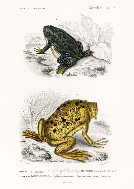 Ilustraciones antiguas de ranas y anfibios. Lote de 3 láminas.