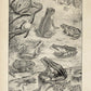 Vintage llustrations of Frogs Amphibians Set of 3 Prints