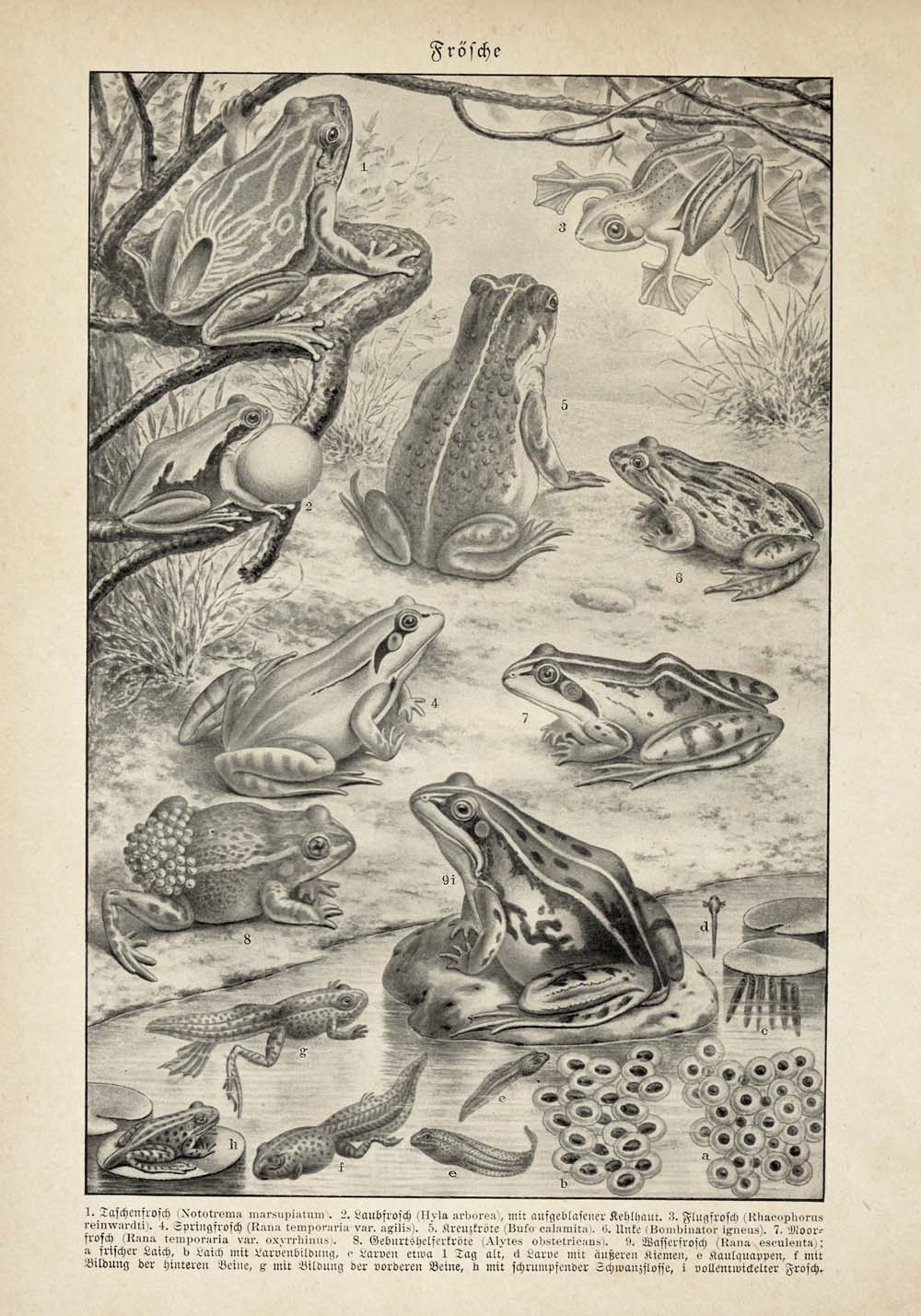 Vintage llustrations of Frogs Amphibians Set of 3 Prints