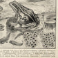 Vintage llustrations of Frogs Amphibians Set of 3 Prints