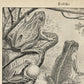 Vintage llustrations of Frogs Amphibians Set of 3 Prints