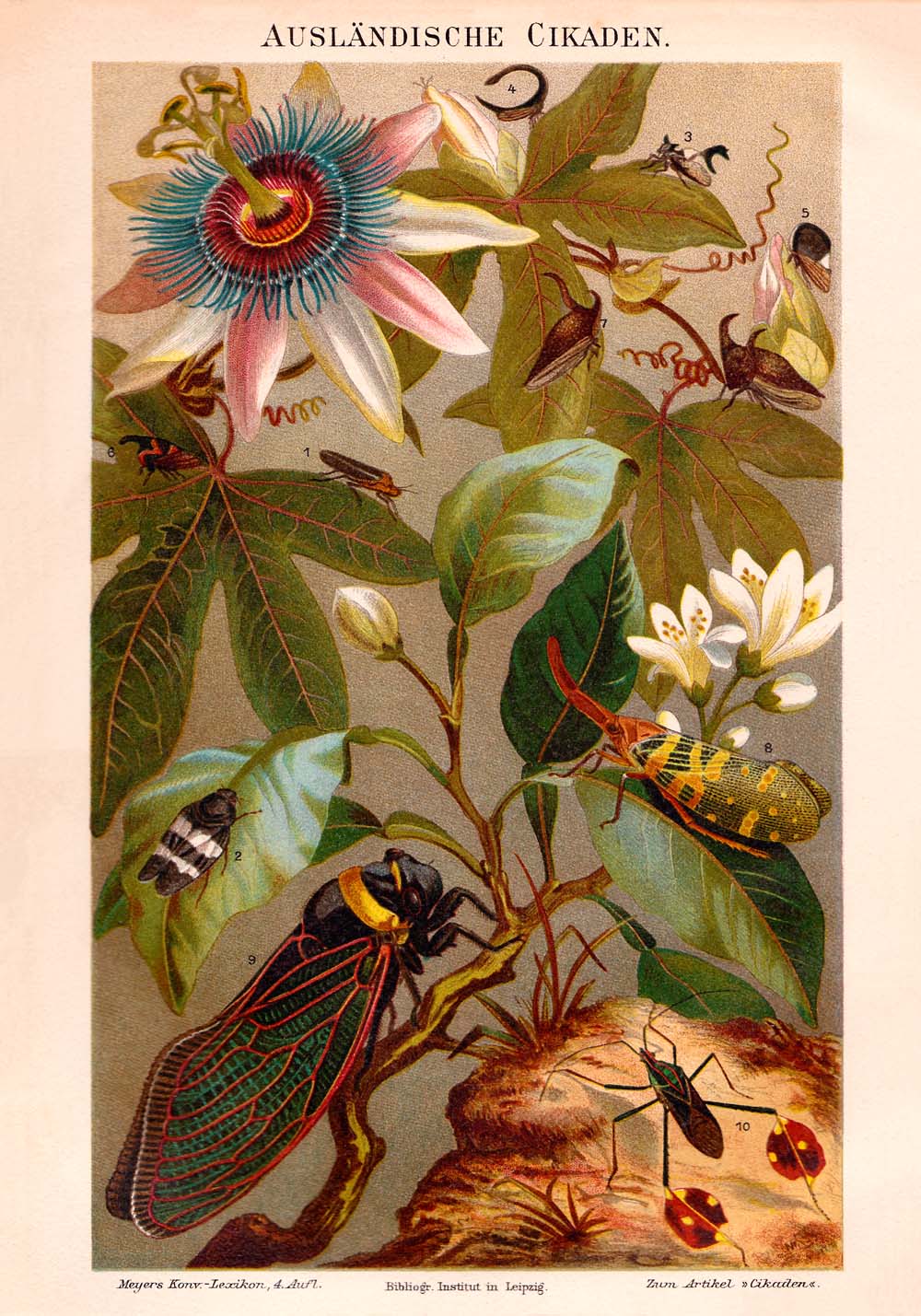 Conjunto de 3 láminas con ilustraciones de insectos antiguos