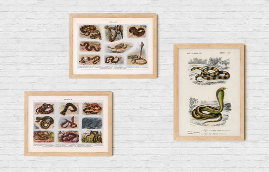 Vintage Snakes Illustrations Set of 3 Prints