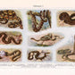 Vintage Snakes Illustrations Set of 3 Prints