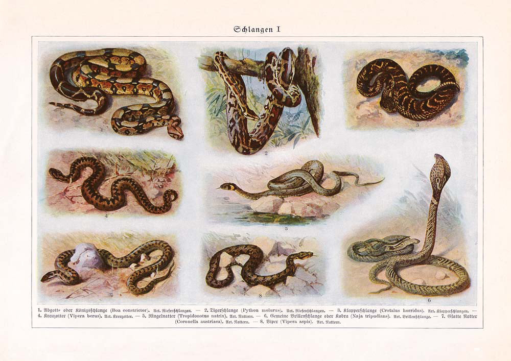 Vintage Snakes Illustrations Set of 3 Prints