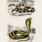 Vintage Snakes Illustrations Set of 3 Prints