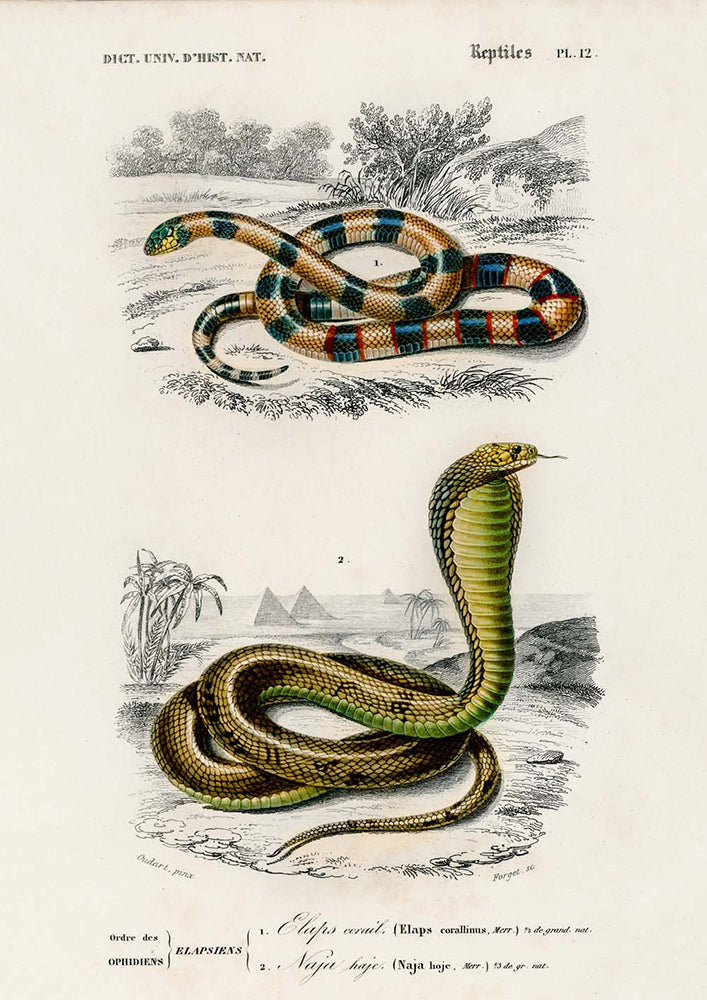 Vintage Snakes Illustrations Set of 3 Prints