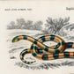 Vintage Snakes Illustrations Set of 3 Prints