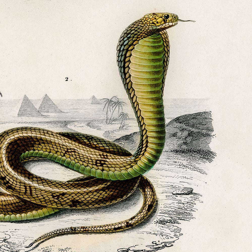 Vintage Snakes Illustrations Set of 3 Prints