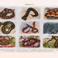 Vintage Snakes Illustrations Set of 3 Prints