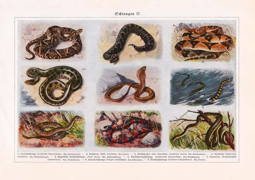 Vintage Snakes Illustrations Set of 3 Prints