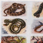 Vintage Snakes Illustrations Set of 3 Prints