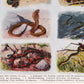 Vintage Snakes Illustrations Set of 3 Prints