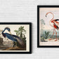 Flamingo and Louisiana Heron Birds Set of 2 Prints