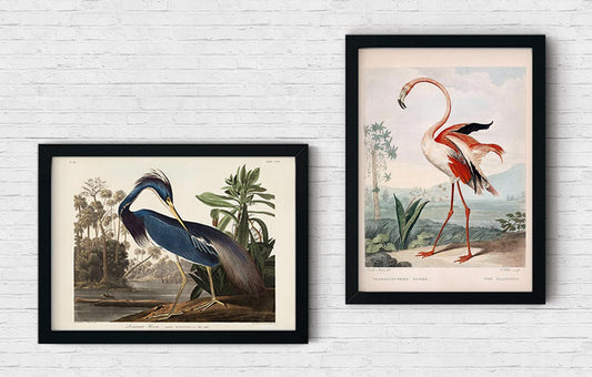 Flamingo and Louisiana Heron Birds Set of 2 Prints