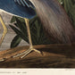 Flamingo and Louisiana Heron Birds Set of 2 Prints