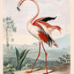 Flamingo and Louisiana Heron Birds Set of 2 Prints