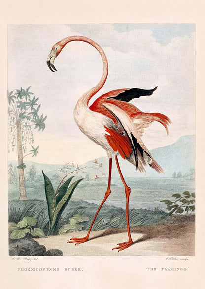 Juego de 2 impresiones de flamencos y garzas de Luisiana