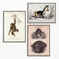 Vintage Apes and Monkeys Illustrations Set of 3 Prints