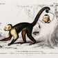 Vintage Apes and Monkeys Illustrations Set of 3 Prints