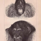 Vintage Apes and Monkeys Illustrations Set of 3 Prints