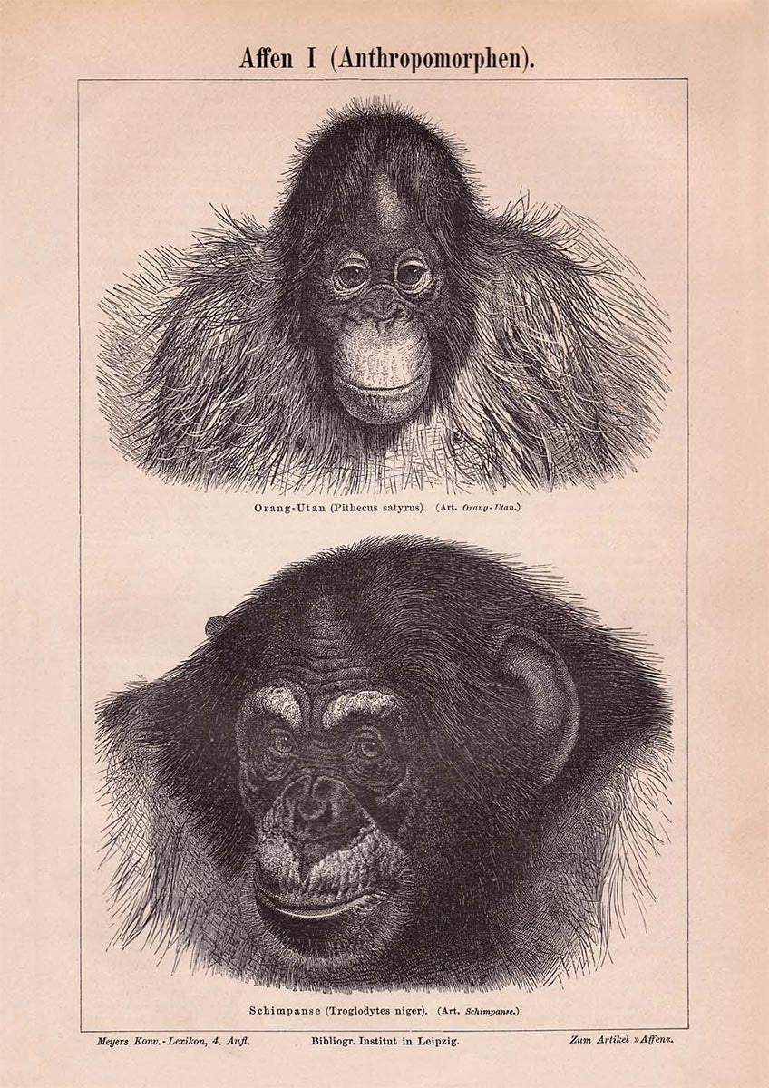 Vintage Apes and Monkeys Illustrations Set of 3 Prints