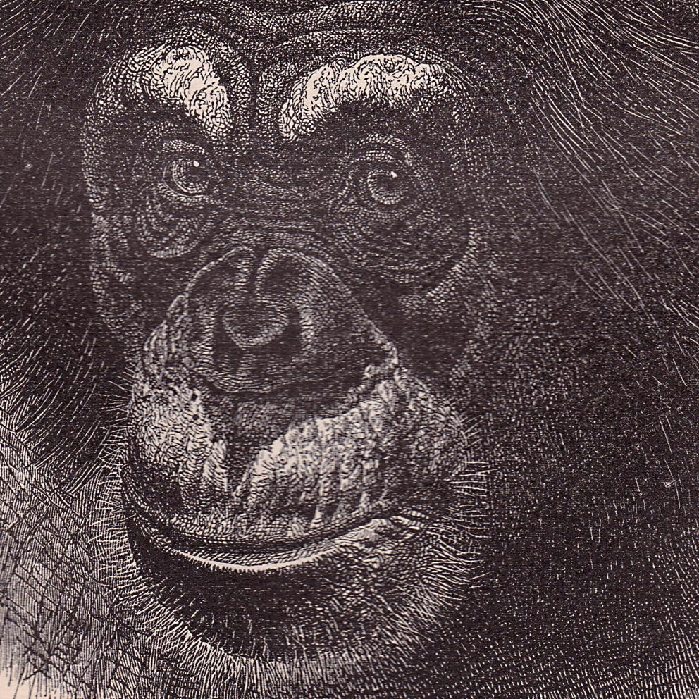 Vintage Apes and Monkeys Illustrations Set of 3 Prints