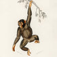 Vintage Apes and Monkeys Illustrations Set of 3 Prints