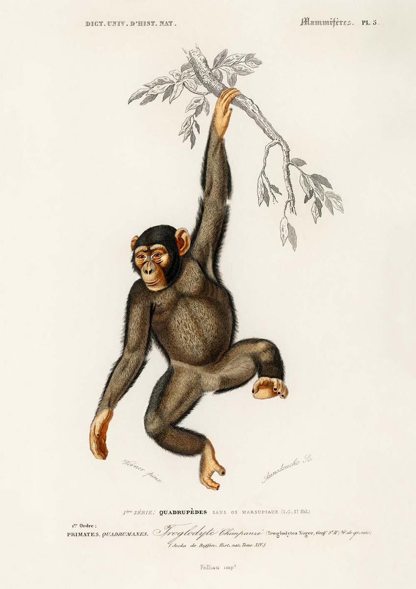 Vintage Apes and Monkeys Illustrations Set of 3 Prints