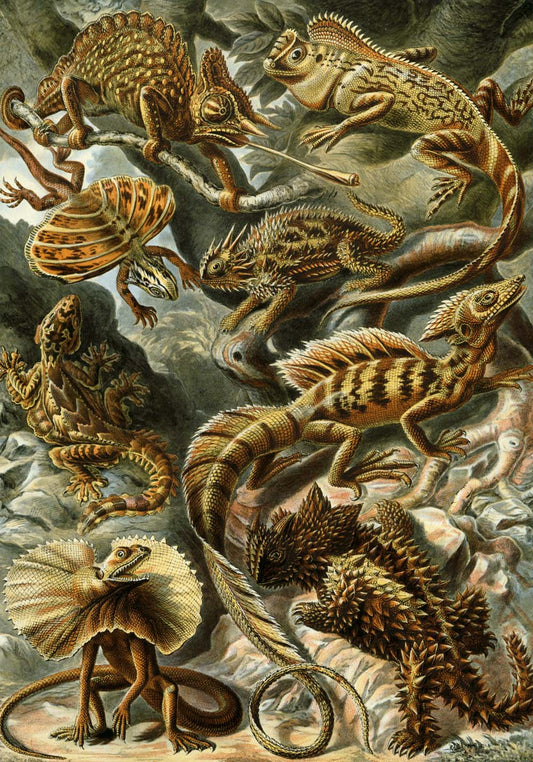 Póster de Ernst Haeckel, juego de 2