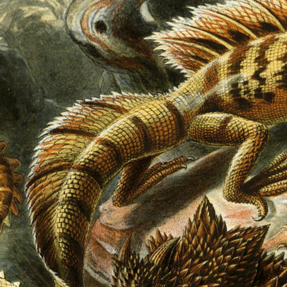 Póster de Ernst Haeckel, juego de 2