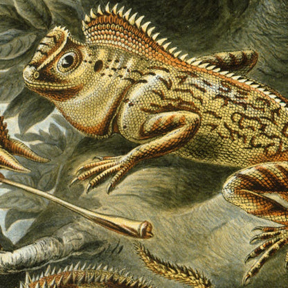 Póster de Ernst Haeckel, juego de 2