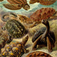 Ernst Haeckel Poster Set of 2