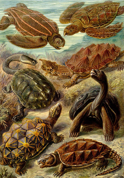 Póster de Ernst Haeckel, juego de 2