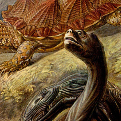 Póster de Ernst Haeckel, juego de 2