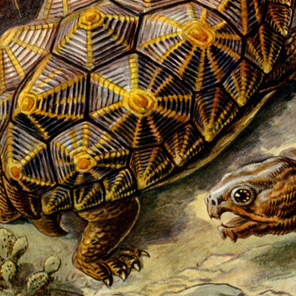 Póster de Ernst Haeckel, juego de 2