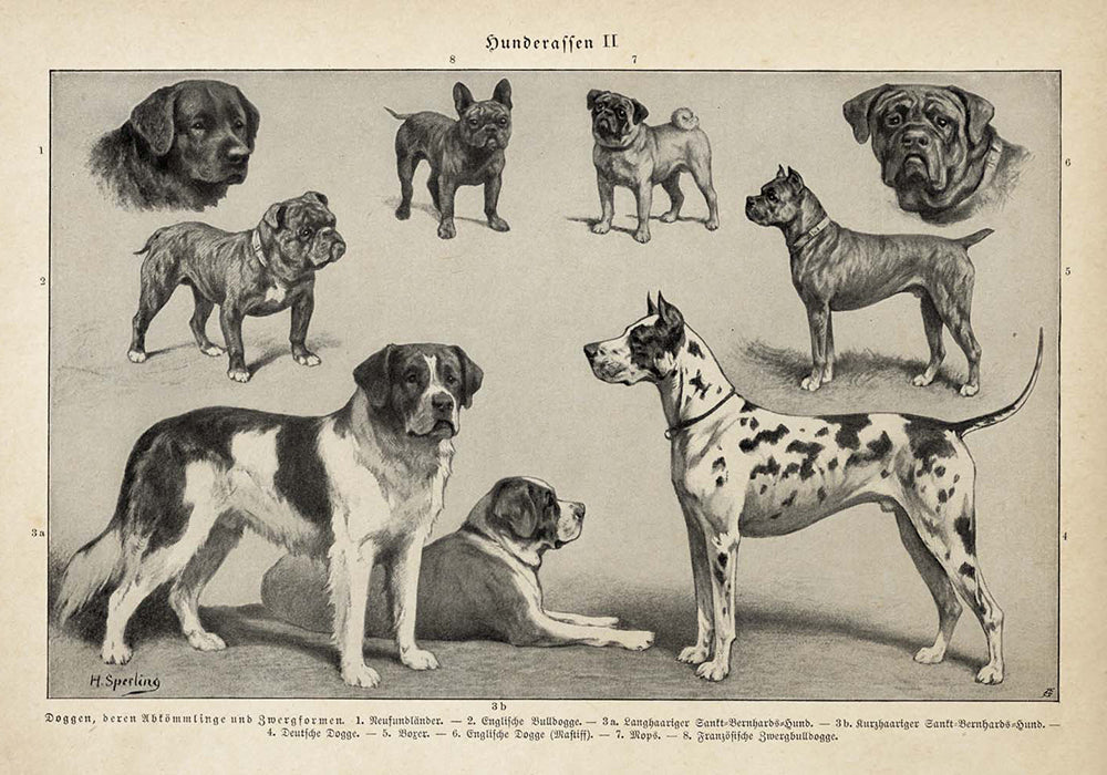 Vintage Dogs Illustrations Set of 3 Prints