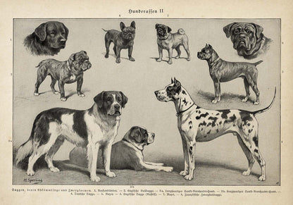 Conjunto de 3 impresiones con ilustraciones de perros antiguos