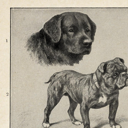 Conjunto de 3 impresiones con ilustraciones de perros antiguos