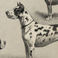 Vintage Dogs Illustrations Set of 3 Prints