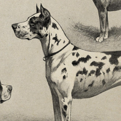 Conjunto de 3 impresiones con ilustraciones de perros antiguos