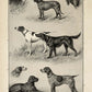 Vintage Dogs Illustrations Set of 3 Prints