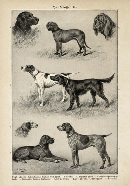 Conjunto de 3 impresiones con ilustraciones de perros antiguos