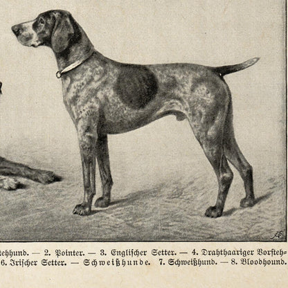 Conjunto de 3 impresiones con ilustraciones de perros antiguos