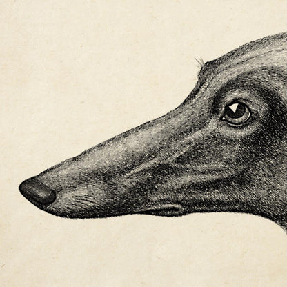Conjunto de 3 impresiones con ilustraciones de perros antiguos