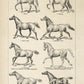 Vintage Horse Illustrations Set of 3 Prints