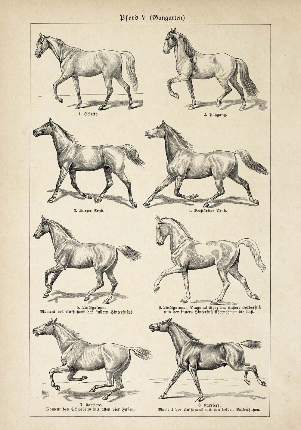 Vintage Horse Illustrations Set of 3 Prints